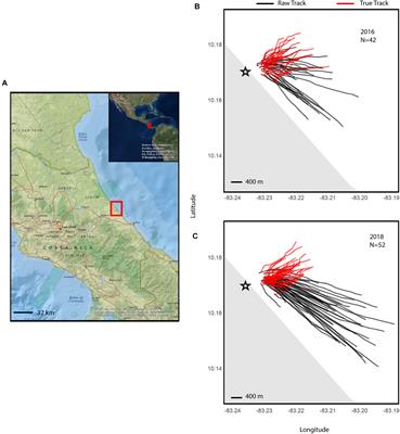 Environmental and Biological Factors Influencing Dispersal of Neonate Leatherback Turtles (Dermochelys coriacea) From an Endangered Costa Rican Nesting Population